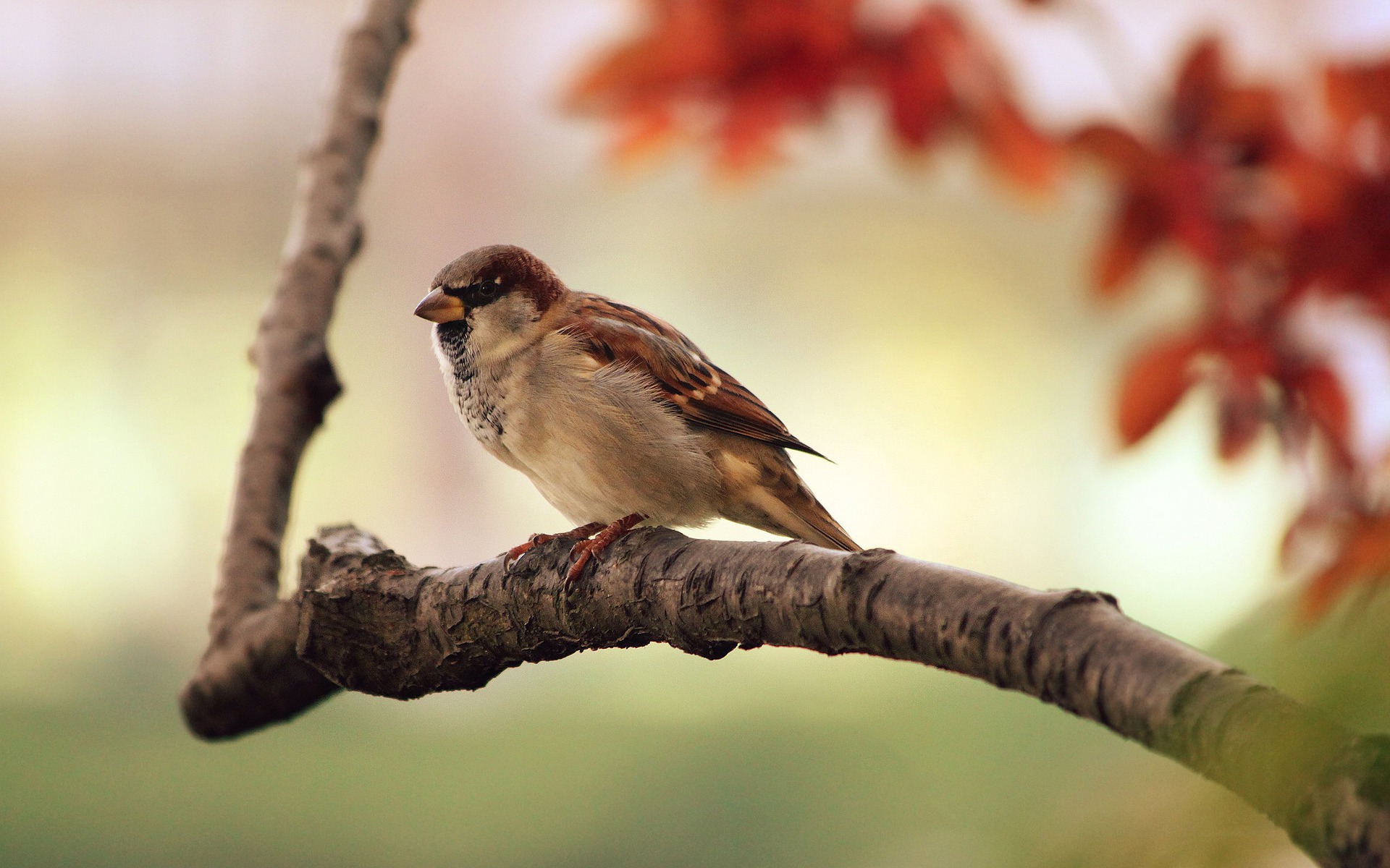 bird g98a500ebe 1920