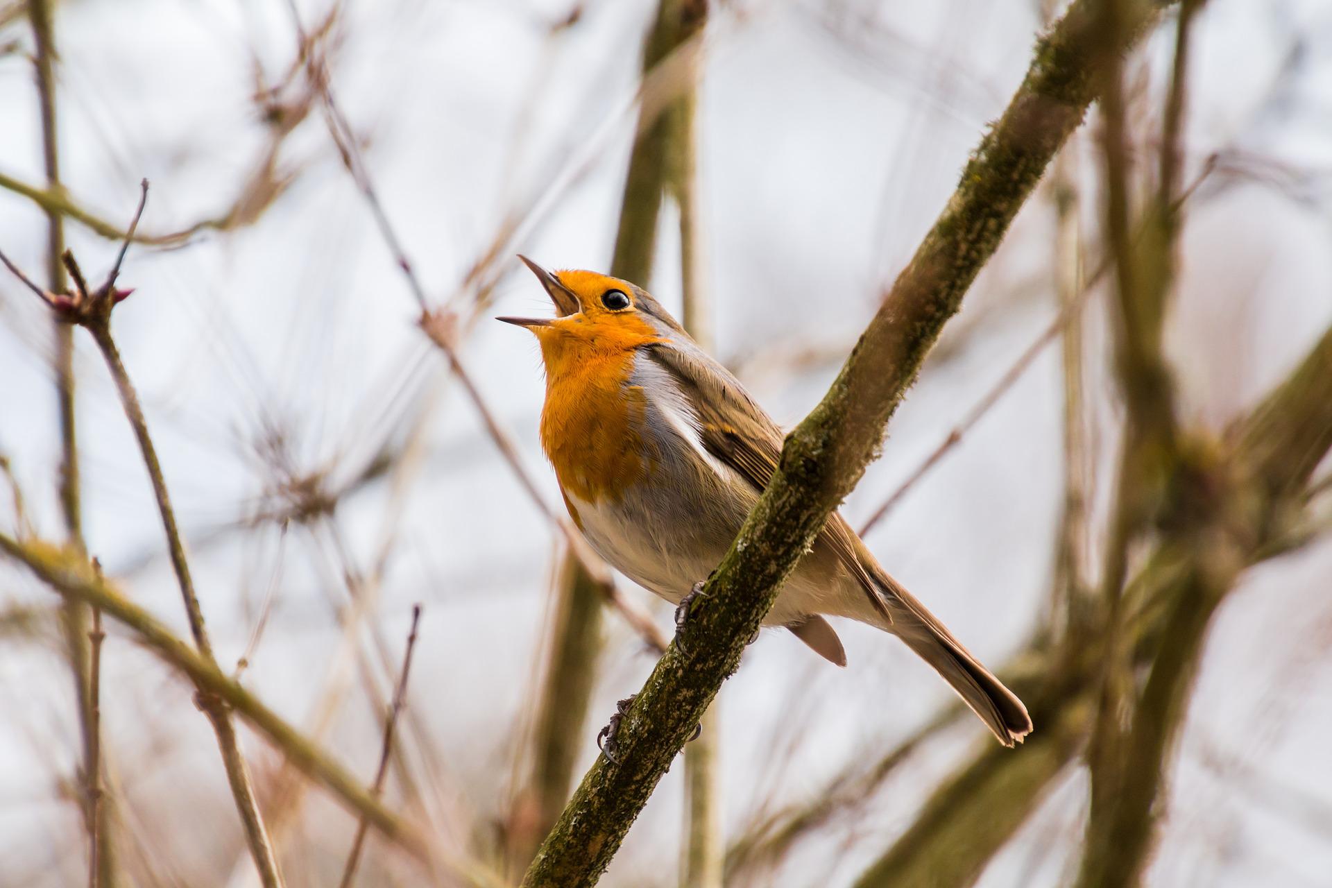 bird gb4d7a038b 1920