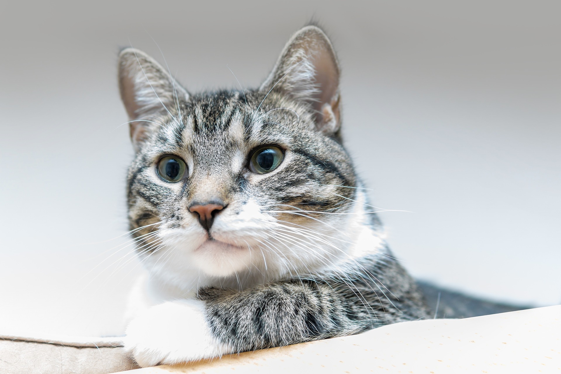 cat gbaec7ac45 1920