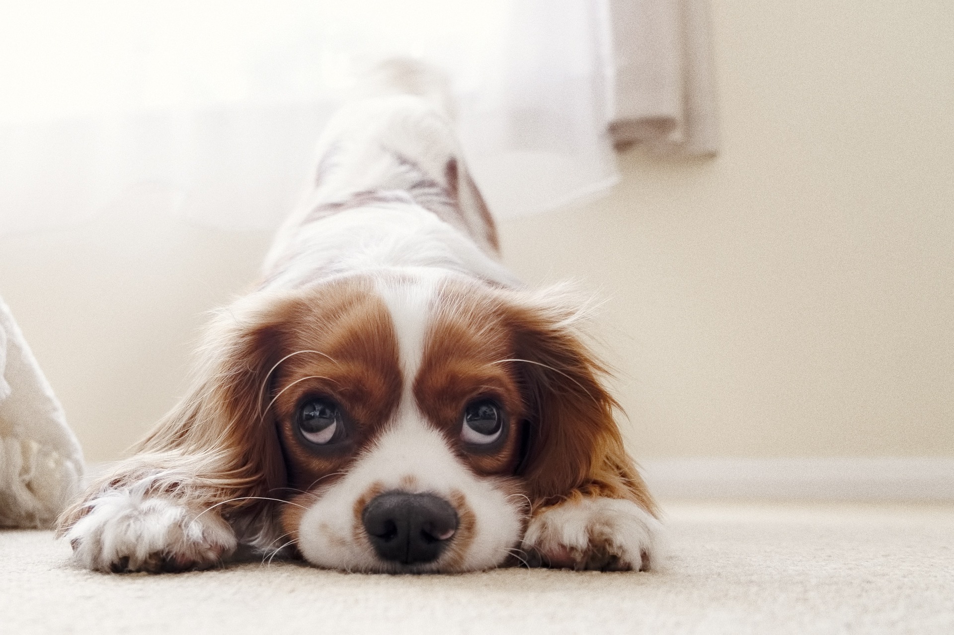 cavalier king charles spaniel g9292652be 1920