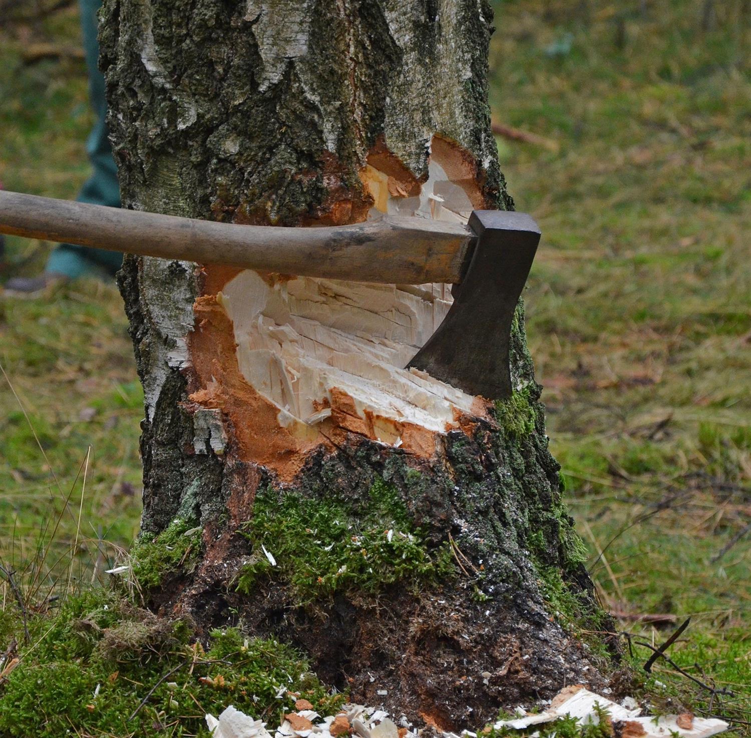 cut tree g9d6524e4b 1920