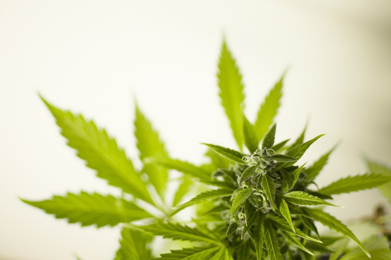 marijuana 3065612 1280