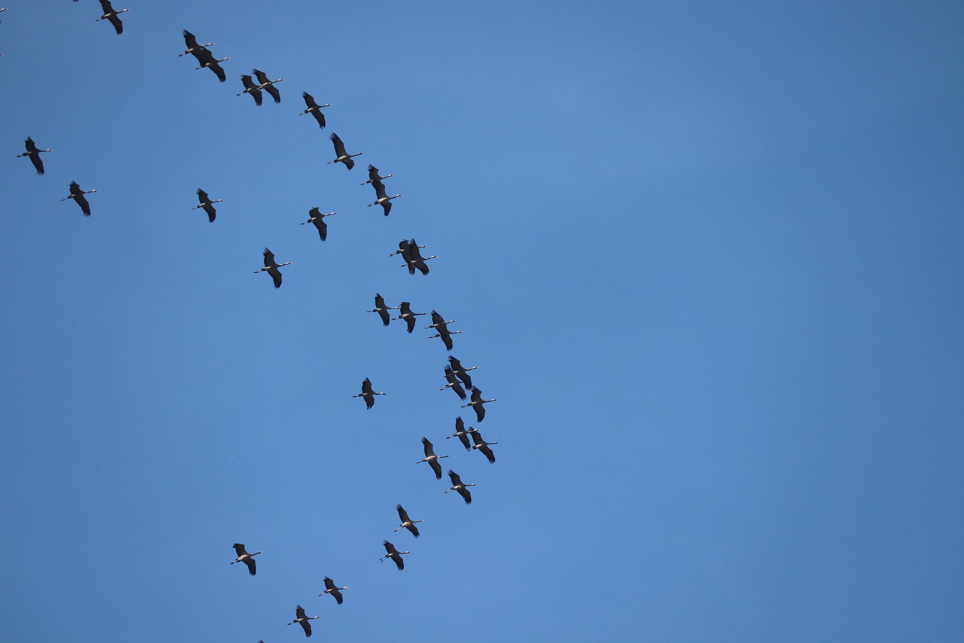 cranes g3ac64df81 1920